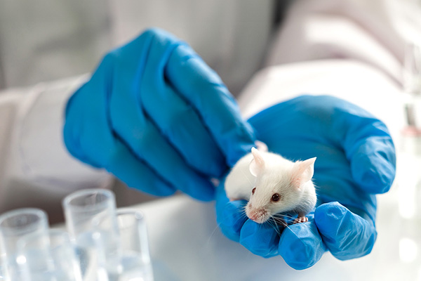 Gloved lab technician holding a laboratory mouse (stock iamge)
